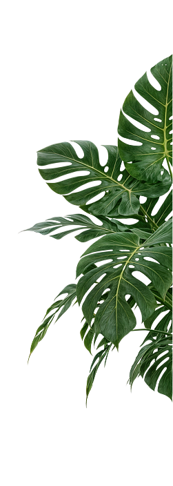 Decorative monstera plant leaves