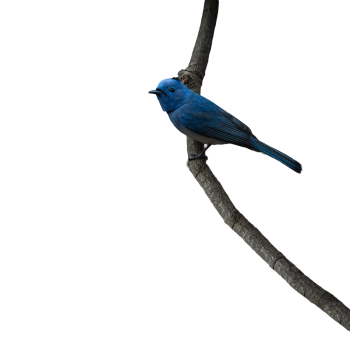 Blue Bird standing on a branch
