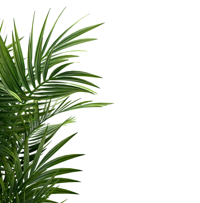 house plant